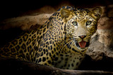 Fototapeta Zwierzęta - Leopard portrait