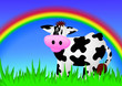 Kuh mit Regenbogen