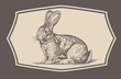 Rabbit in engraving style.