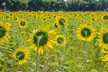 Sunflower field