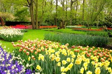 Spring Flowers At Keukenhof Gardens, Netherlands