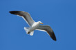Seagull against blue sky