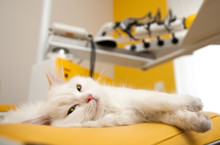 White Persian Cat Lying On Dental Chair