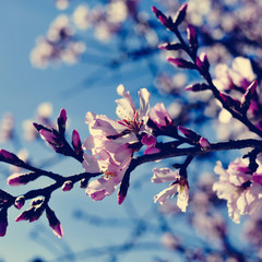 Poster - almond blossoms, with a filter effect