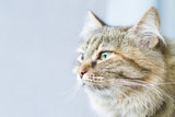Fototapeta Koty - female cat of siberian breed, brown tricolor