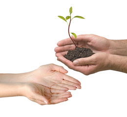 Wall Mural - avocado sapling as a gift of agriculture