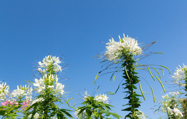 Wall Mural - White cleome flowers on sky background