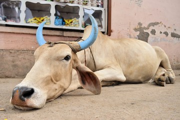 Decorated cattle in Pushkar, India