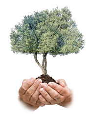Wall Mural - Olive tree in hands as a gift