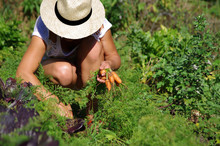 Jardinage - Récolte De Carottes
