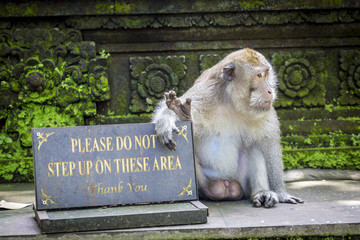 Wall Mural - Monkey at Monkey Forest