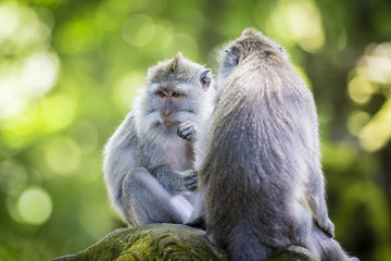 Wall Mural - Monkey at Monkey Forest