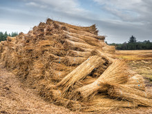 Reeds For Thatching Sampled In Bundles