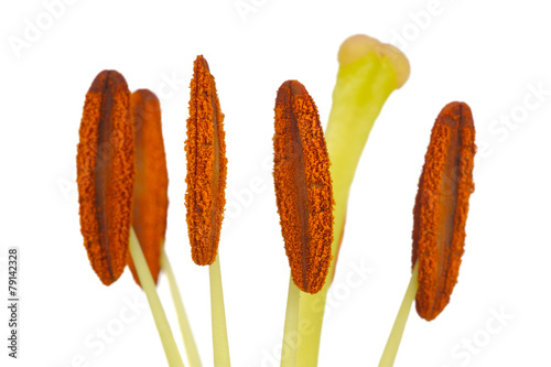 Cuadros en Lienzo Lily Stamens and Pistil Macro on White Background