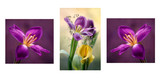 Fototapeta Tulipany - Tulipany mix