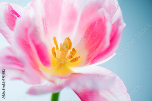 Beautiful spring flower closeup. Beauty macro tulip art design