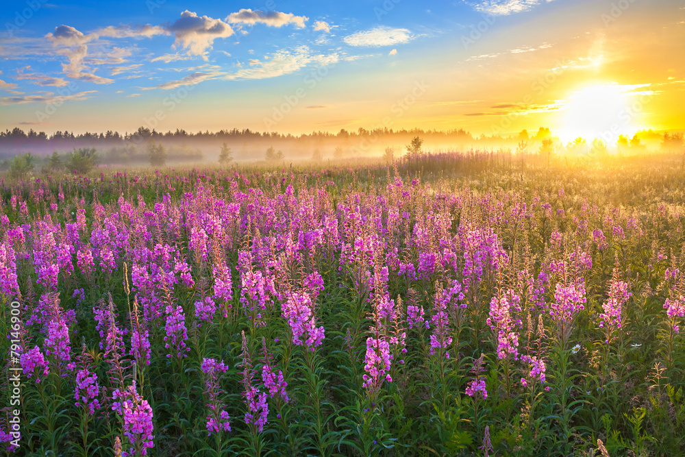 rural landscape with the sunrise  and  blossoming meadow - obrazy, fototapety, plakaty 