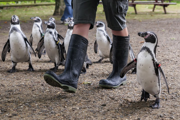 Penguin walk Zoo keeper walking Humboldt's Penguins