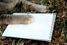 Hand Of Cat On Notepad