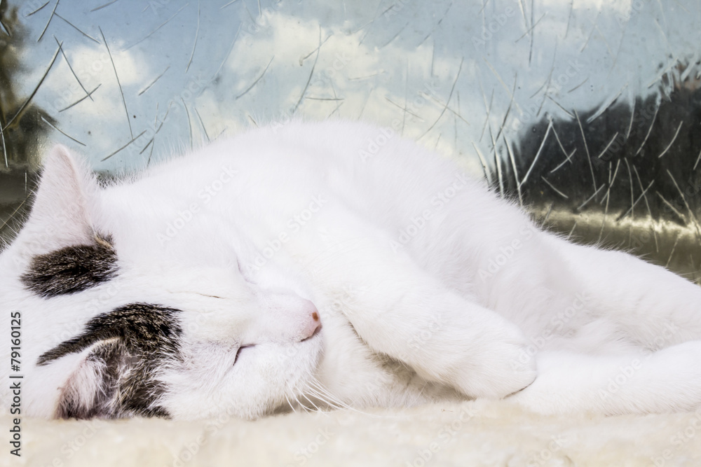 Kater Und Katze Geschlechtsbestimmung Katze Sexualität