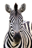 Fototapeta Zebra - Zebra isolated on white