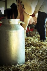 Wall Mural - bucket to collect the milk in the barn with a cow in the backgro