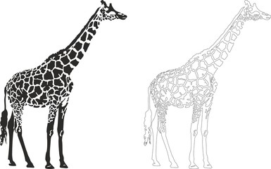 giraffe