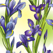 Seamless background with blue irises