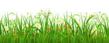 Seamless Green Grass With Flowers, Vector Illustration