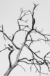 © Nattapong - BW of  a dry old dead tree