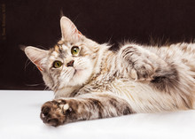Maine Coon Cat On Black Brown Background
