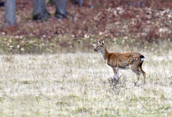 Poster - Spotted deer