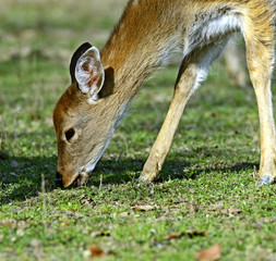 Poster - Spotted deer