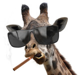 Fototapeta  - Giraffe with cool sunglasses smoking a cuban cigar like a boss