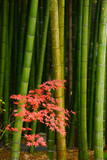 Fototapeta Bambus - maple and bamboo