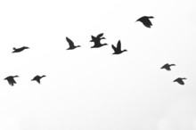 Flock Of Ducks Silhouetted On A White Background