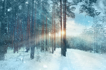 frosty winter landscape in snowy forest