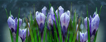 Blue Crocus Flowers Spring