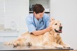 © WavebreakmediaMicro - Veterinarian examining a cute dog