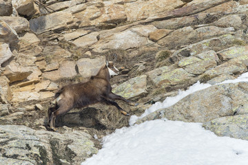 Wall Mural - Chamois deer in the rocks background