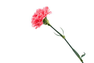 Wall Mural - carnation flower