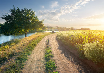 Wall Mural - Sunflowers and river