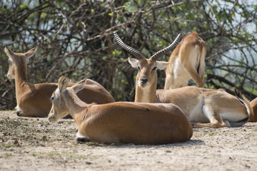 Canvas Print - impala portrait