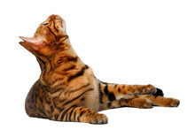Bengal Cat Lies On White And Looking Up