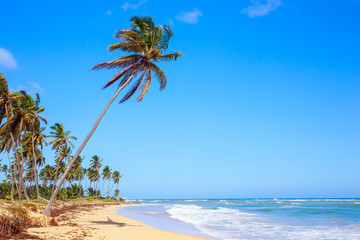 Sticker - Palm trees in Dominican Republic