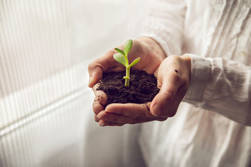 Person holding a young plant