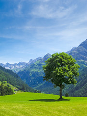 Wall Mural - Baum auf der Alm