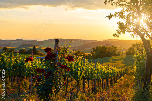 Obraz w ramie Tuscany vineyards in fall