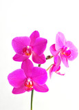 Fototapeta Storczyk - pink flowers orchid on white background