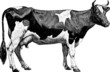 Vintage graphic farm cow